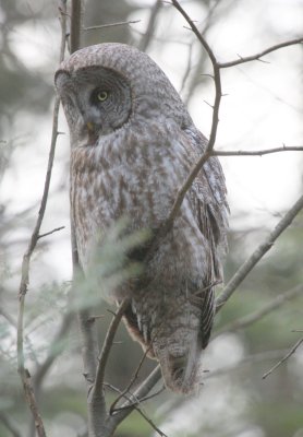 GreatGrayOwl05.jpg