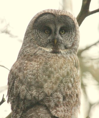 GreatGrayOwl10.jpg