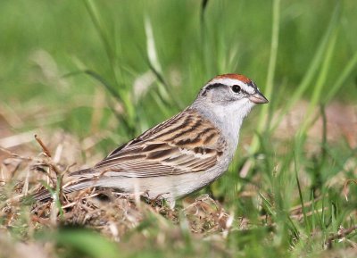 Mt Auburn Cemetary Chipping Sparrow 03