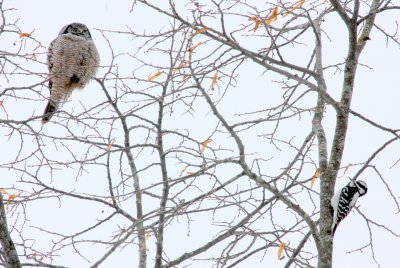 Hawk Owl harassed by Hairy Wood Pecker