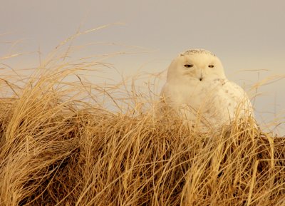 Snowy Owl in Dune Grasses