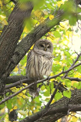 Barred Owl Quincy Market 02