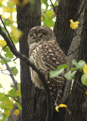 Barred Owl Quincy Market 03