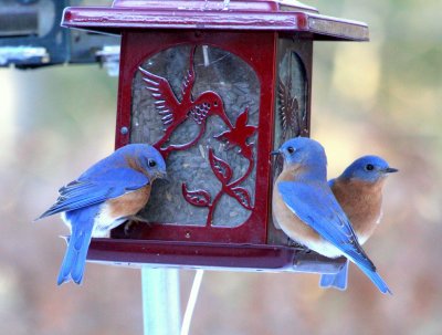 Bluebirds at Feeder 01 Stoughton