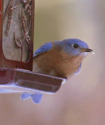 Bluebird at Feeder 03