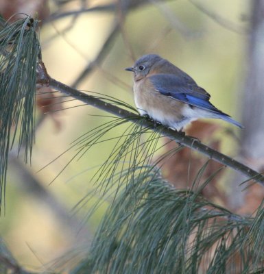 Bluebird on White Pine 01