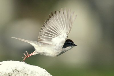 Chipping Sparrow flight