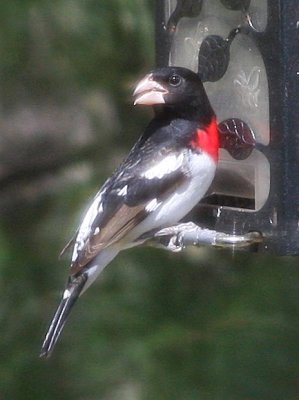 Rose Breasted Grosbeak backyard feeder Stoughton Ma