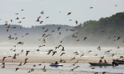 Semipalmated Plover Flight 03