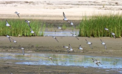 Semipalmated Plover Flight 01