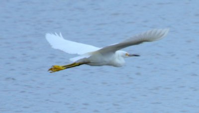 Snowy Egret Flight