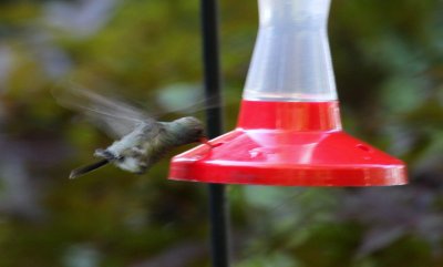 Broadbilled Hummer Feeding