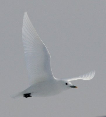 Ivory Gull Flight