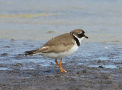 Semipalmated Plover South Beach