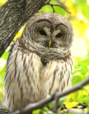 Barred Owl at Quincy Market Boston
