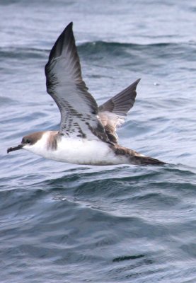 Greater Shearwater 01
