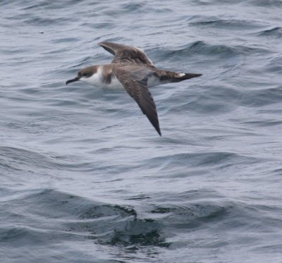 Greater Shearwater 03