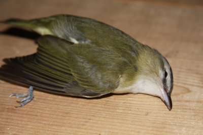 Red Eyed Vireo 01 Stoughton - found dead on front walk
