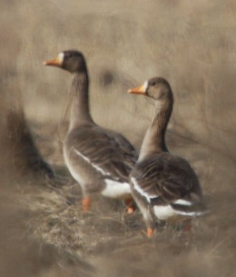 Great White Fronted Geese 03 at Bear Creek