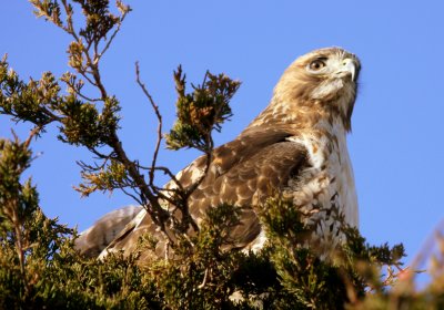 RedTail Hawk  Eastham Cape Cod