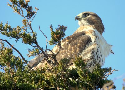 RedTail Hawk 02 at Eastham Cape Cod