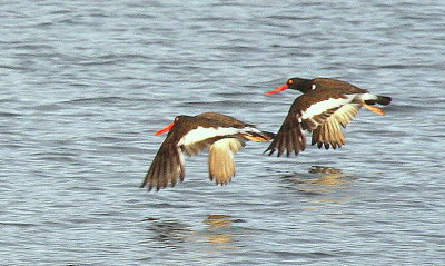 American Oyster Catchers at Marblehead