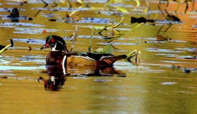 Wood Duck at Stoughton Pond