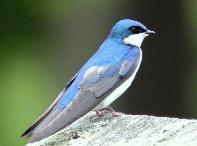 Tree Swallow at Easton Sheepfold