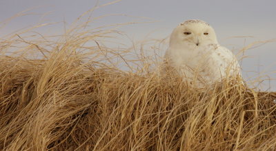 Snowy Owl at Salisbury Dune