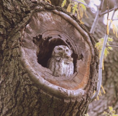 Screech Owl in Mt  Auburn Cemetary Tree