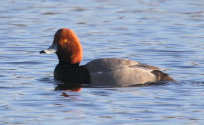 Red Head Male at Braintree