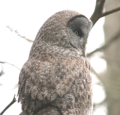 Great Gray Owl 09 Newmarket, NH