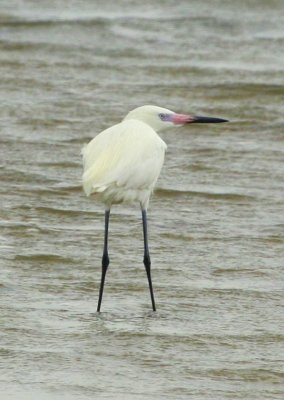 Reddish Egret White Morph Corpus Christi Bay 03