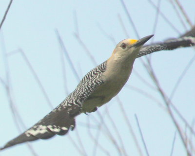 Golden-fronted Woodpecker in Flight Corpus Christi