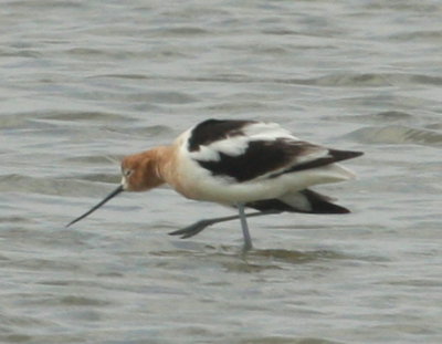 American Avocet Corpus Christi Bay 05