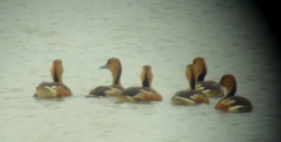 South Texas Birding 2010
