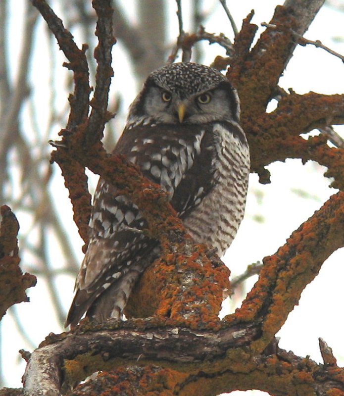Northern Hawkowl.jpg