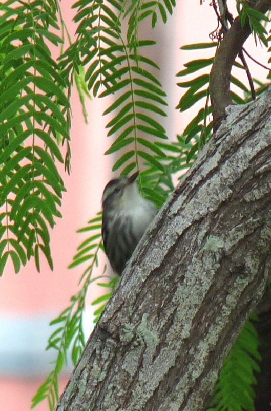 Black & White Warbler fem