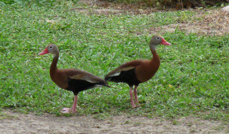 Black-bellied Whistling Duck