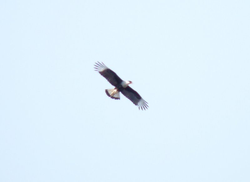 Caracara
