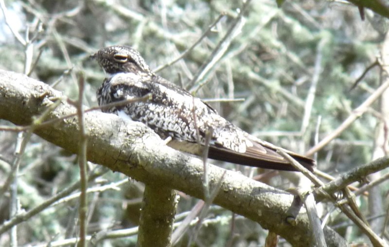 Common Nighthawk