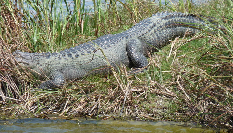 Gator-bird