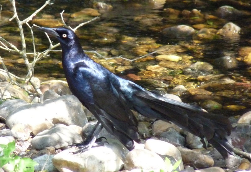 Great-tailed Grackle