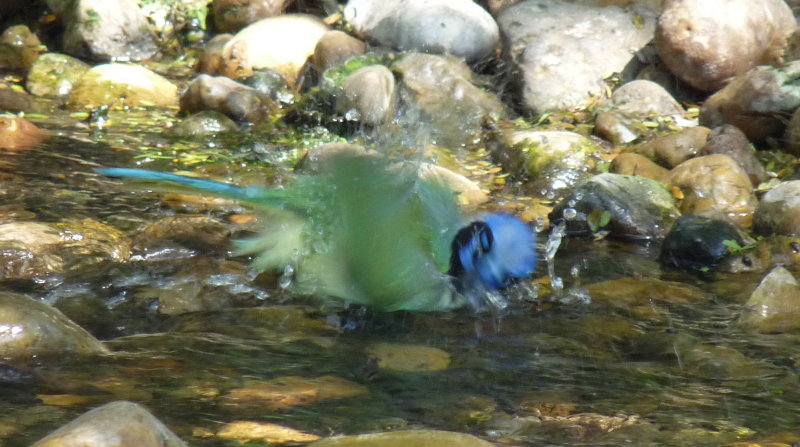Green Jay
