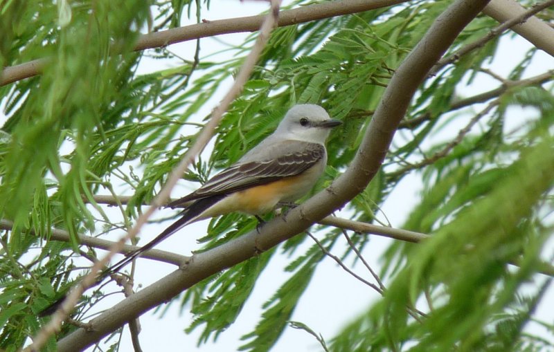 Scissor-tailed Flycatcher