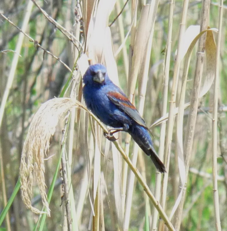 Blue Grosbeak