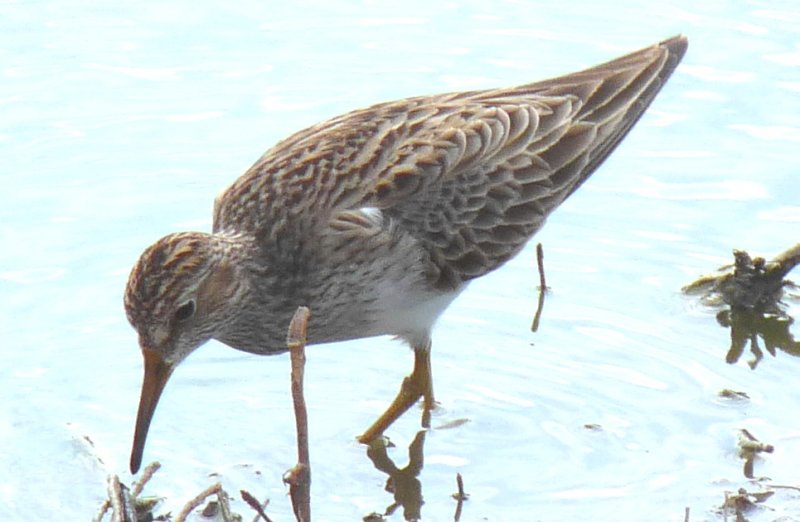 Pectoral Sandpiper