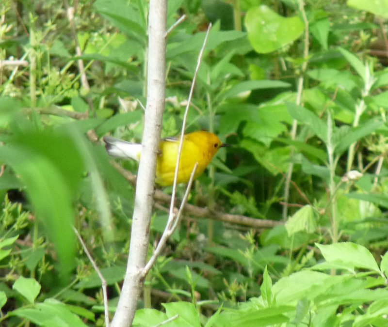 Prothonotary Warbler