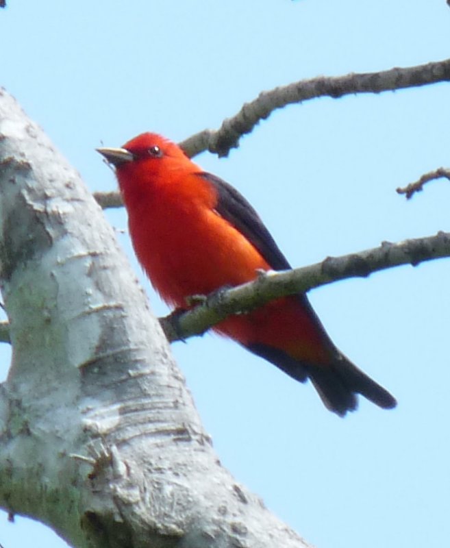 Scarlet Tanager