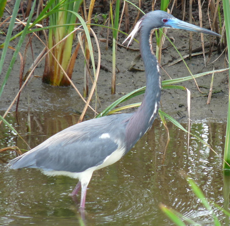 Tri-colored Heron